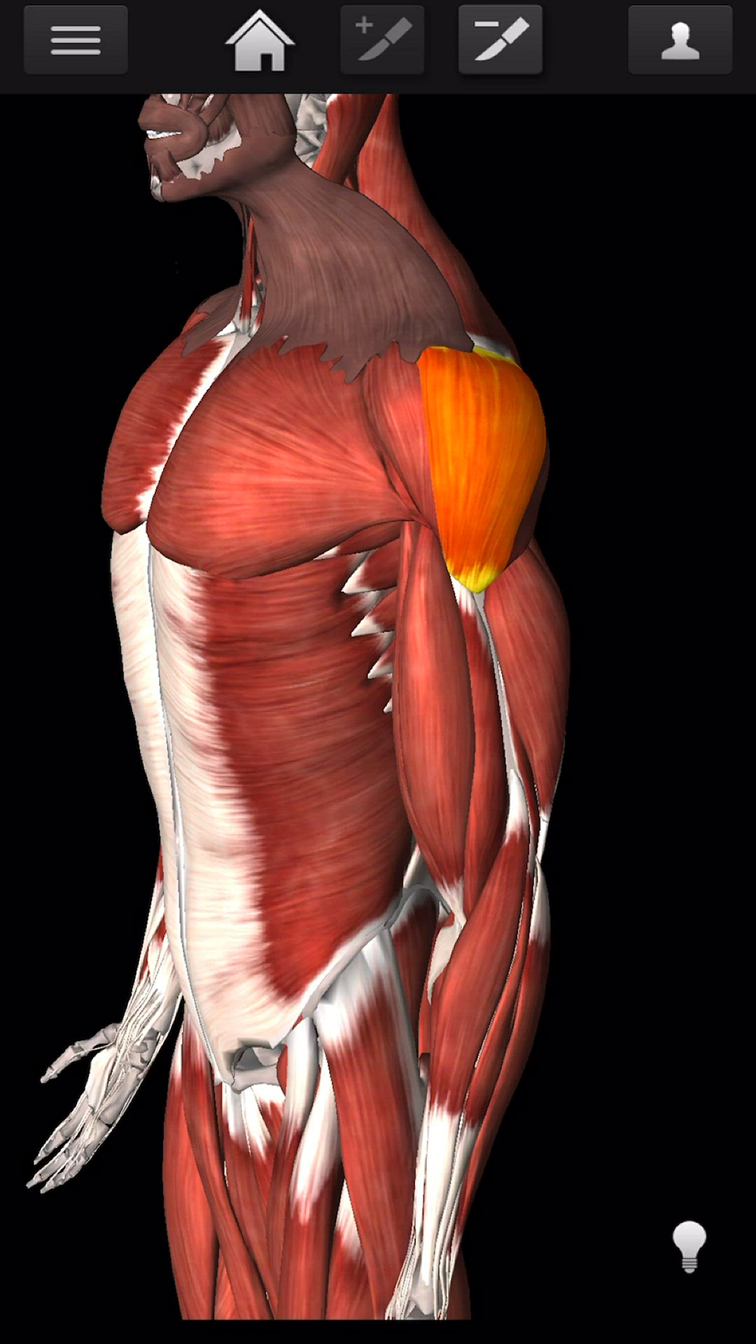 Video thumbnail for Bodybuilding - Deltoid Workouts