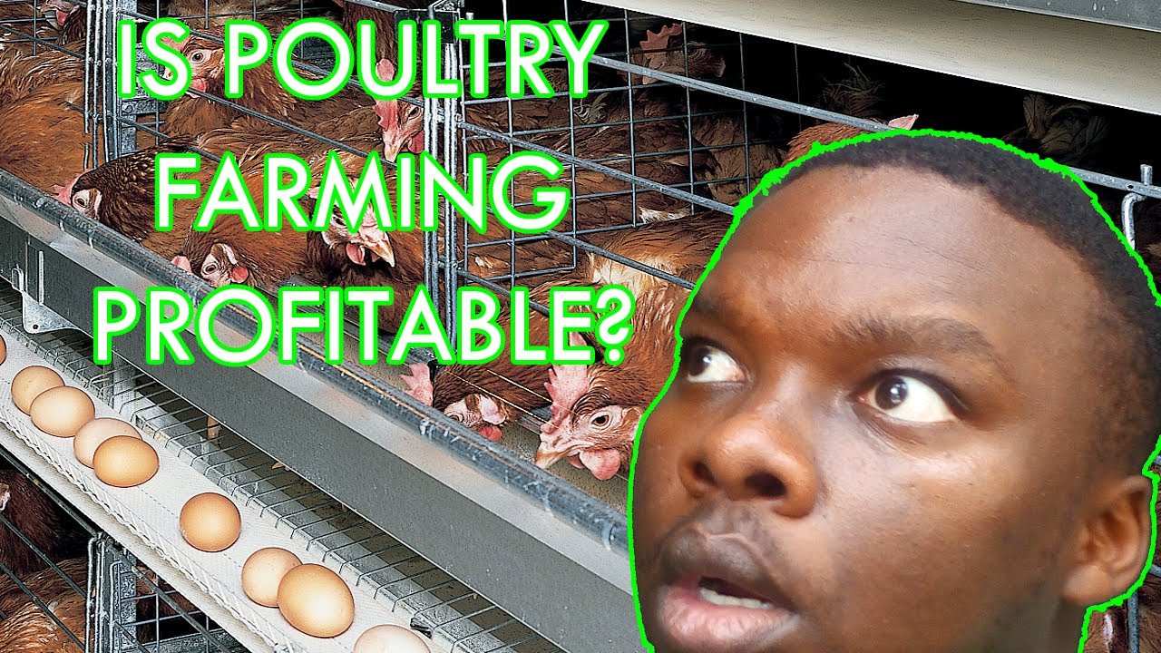 Video thumbnail for Is KIENYEJI CHICKEN farming profitable?