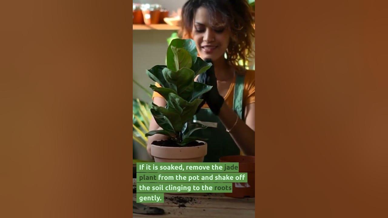 Expert Tips How to Save a Dying Palm Tree Fast