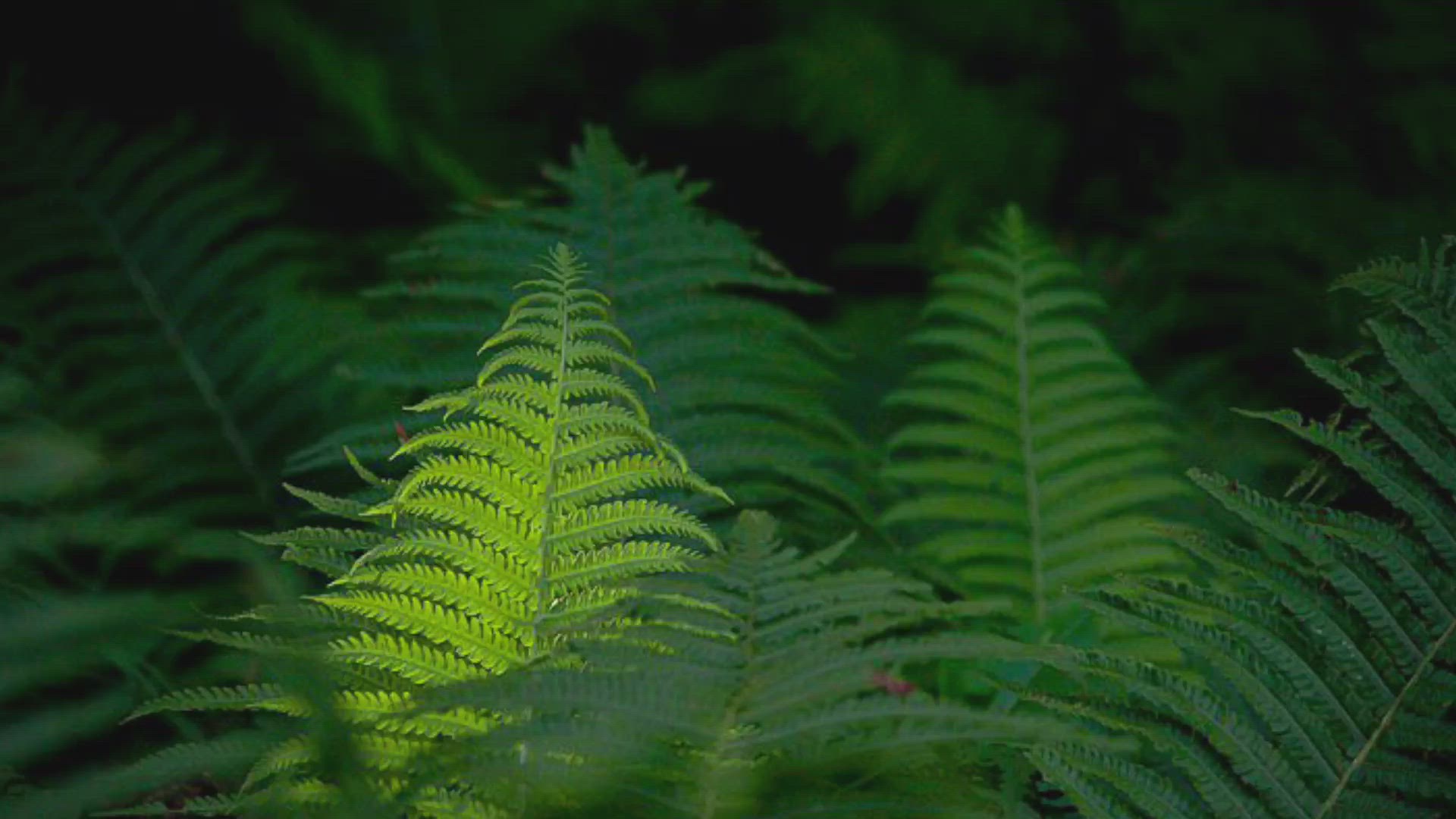 'Video thumbnail for Wildlife gardening'
