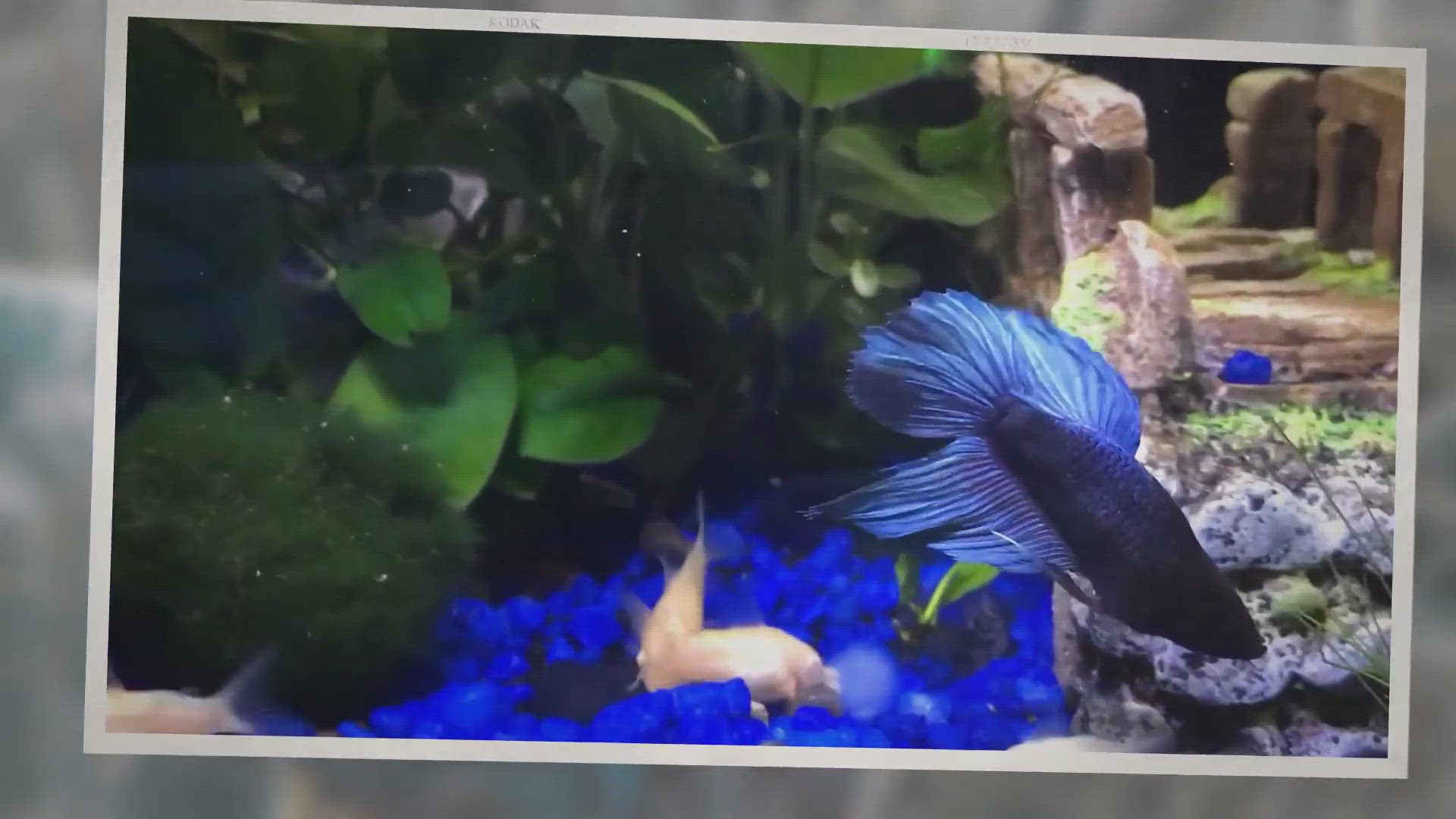 'Video thumbnail for What Kind Of Shrimp Can Live With A Betta?'