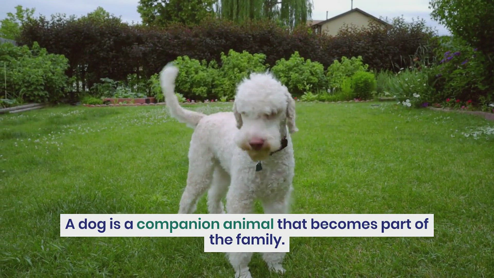 Can You Buried Our Dog In Your Backyard