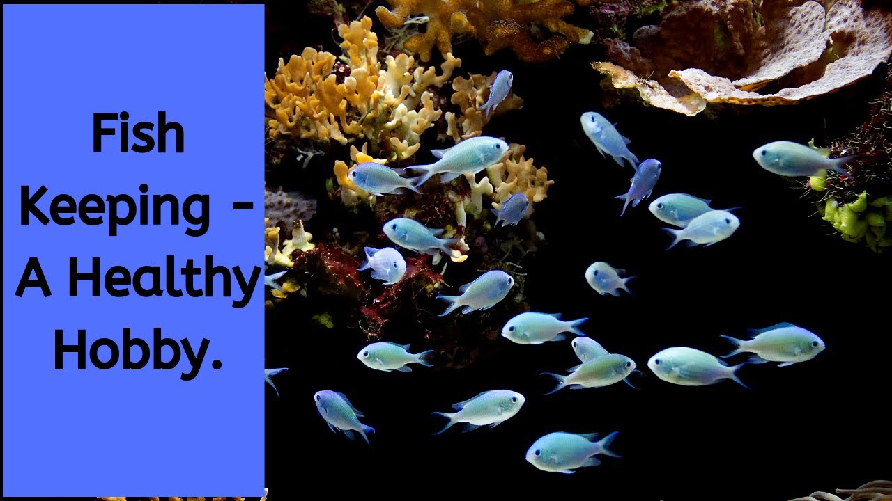Video thumbnail for Why Fish Keeping Is Great For You - Why Fish Keeping Is Good For Your Health