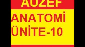 'Video thumbnail for Anatomi Ünite 10 Online Test Auzef vize final– Öğrenme Yõnetim Sistemi   Google Chrome 2020 01 29 09'