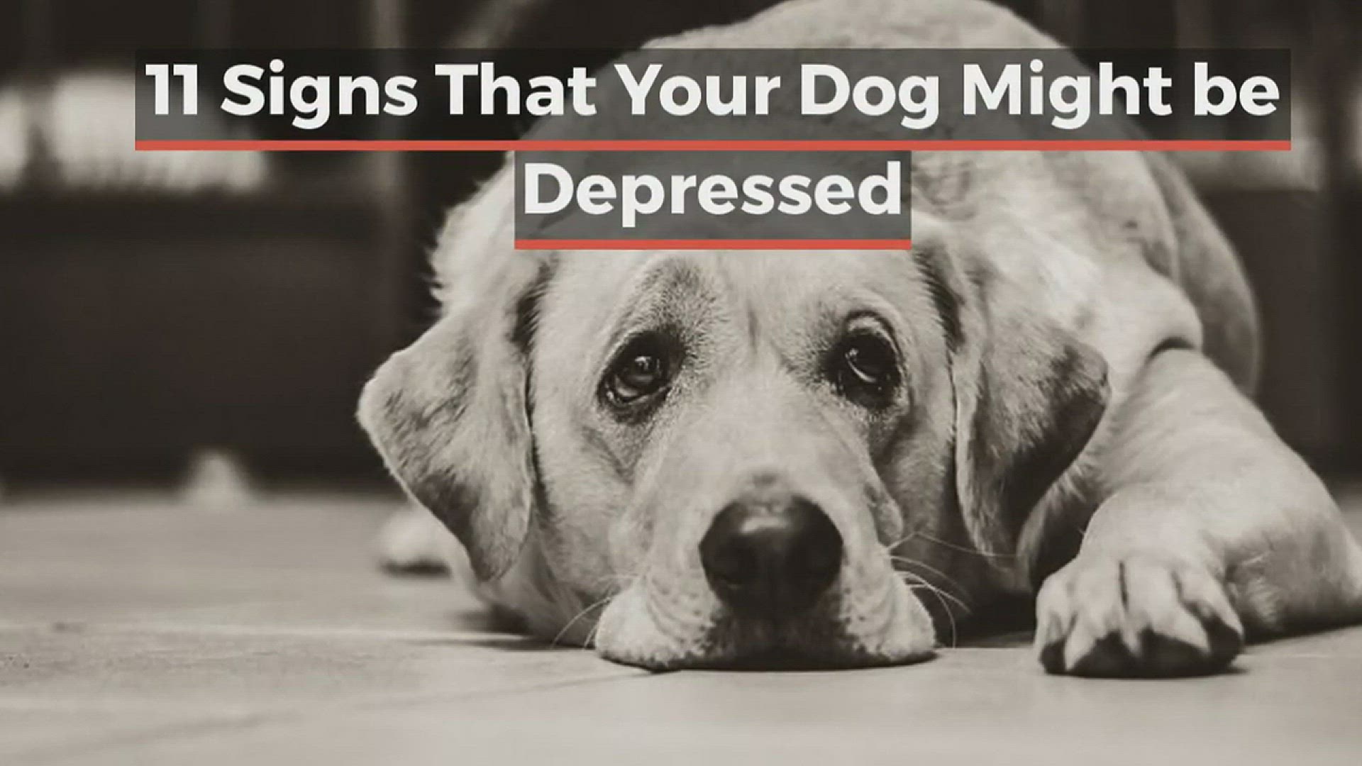 How Do You Know If Your Dog Is Depressed