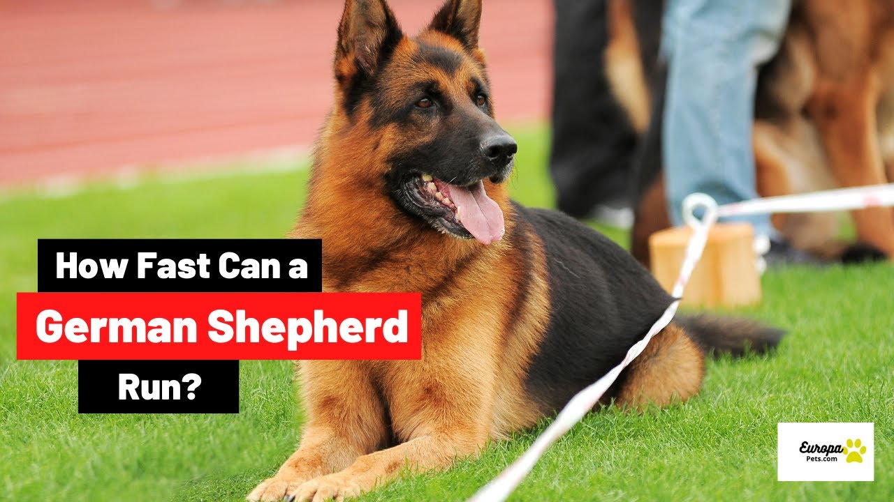 Video thumbnail for How Fast Can a German Shepherd Run?