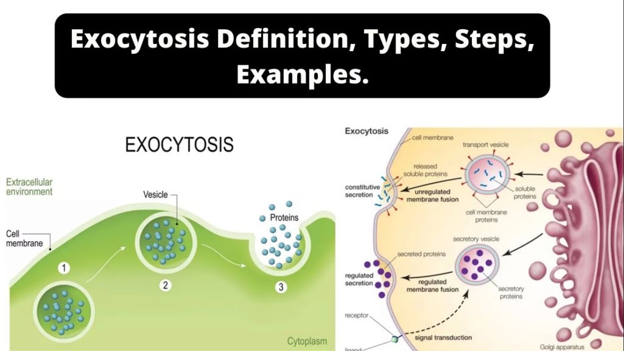 Video thumbnail for Exocytosis Definition, Types, Steps, Examples