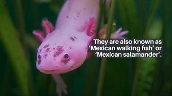 Video thumbnail for What are axolotls?
