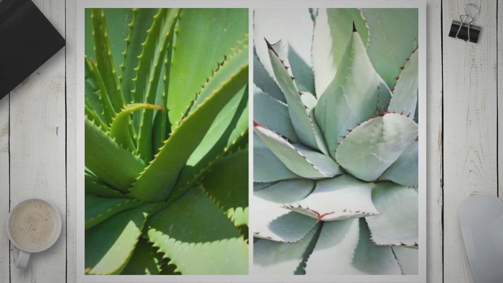 Video thumbnail for Agave und Aloe Vera: Unterschiede und Gemeinsamkeiten