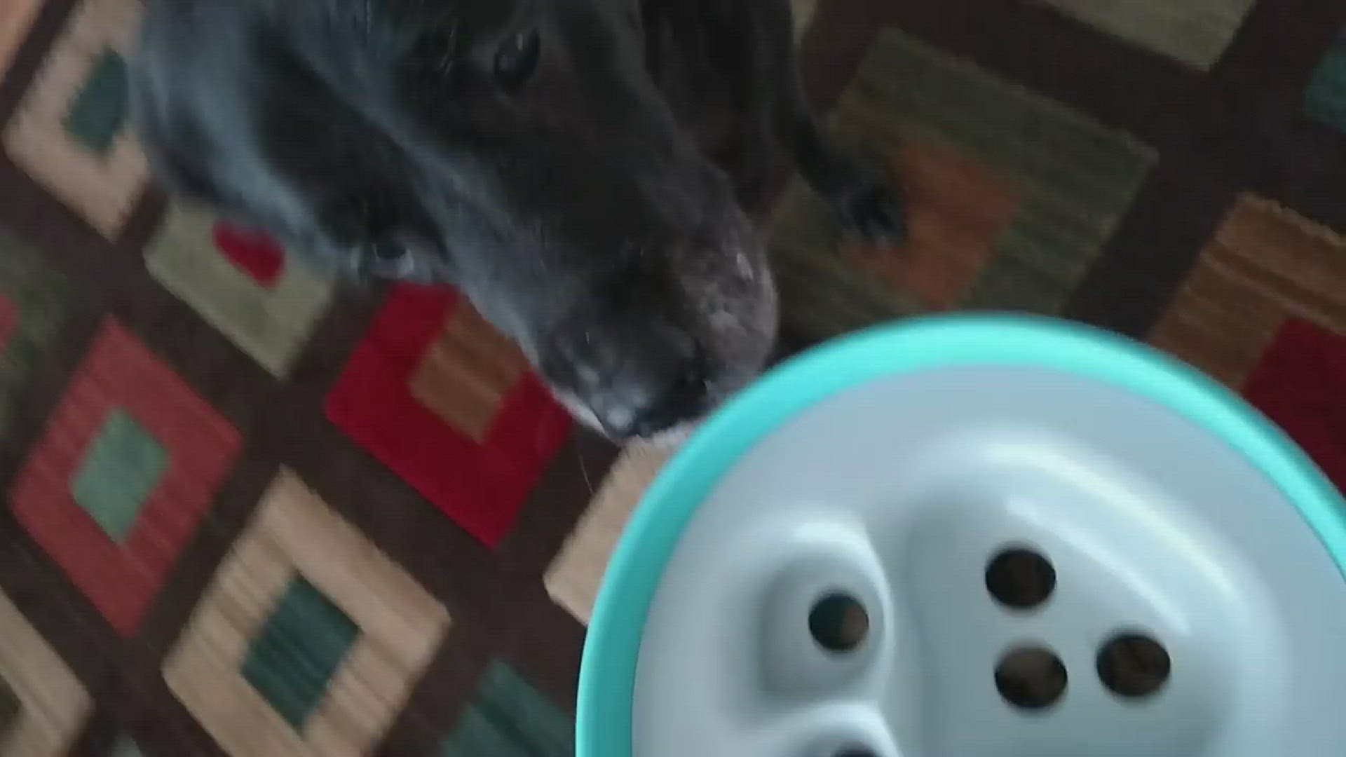 This Rocking Dog Bowl Food Puzzle Helps Slow Down Your Dogs Fast Eating