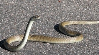 Video thumbnail for This Black Mamba Snake Can't Slither!