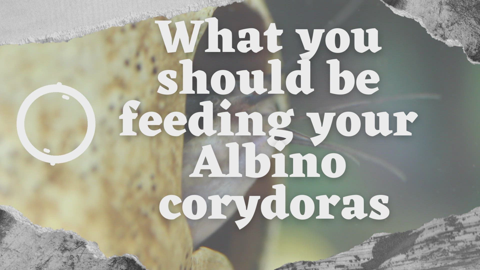 'Video thumbnail for What you should be feeding your Albino corydoras'