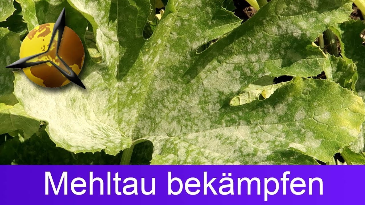 'Video thumbnail for (Echter) Mehltau bei Zucchini bekämpfen'