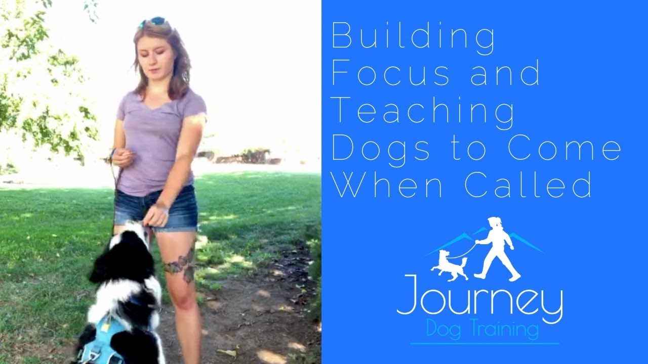 'Video thumbnail for Teach Your Dog to Come Around Distractions AND Build Focus'