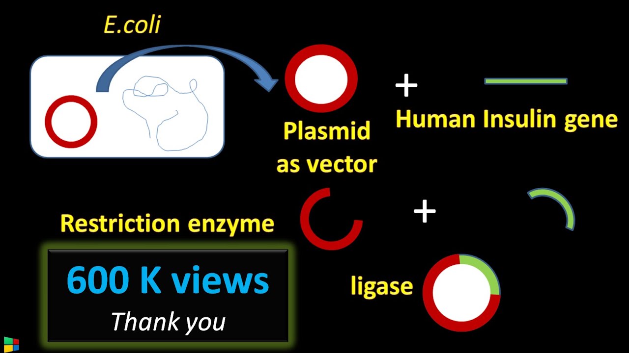 'Video thumbnail for Steps in Recombinant DNA technology or rDNA technology'