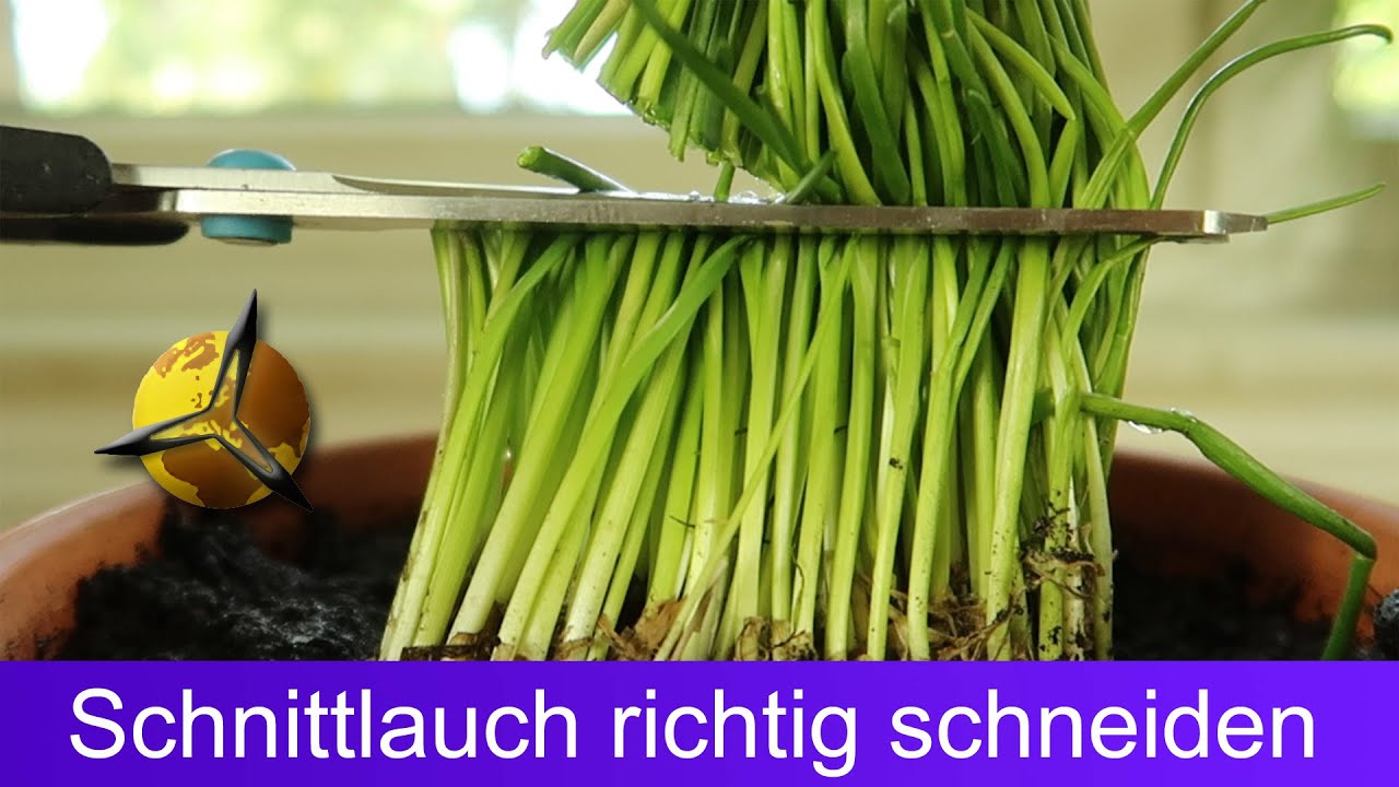 'Video thumbnail for Schnittlauch richtig schneiden & ernten'