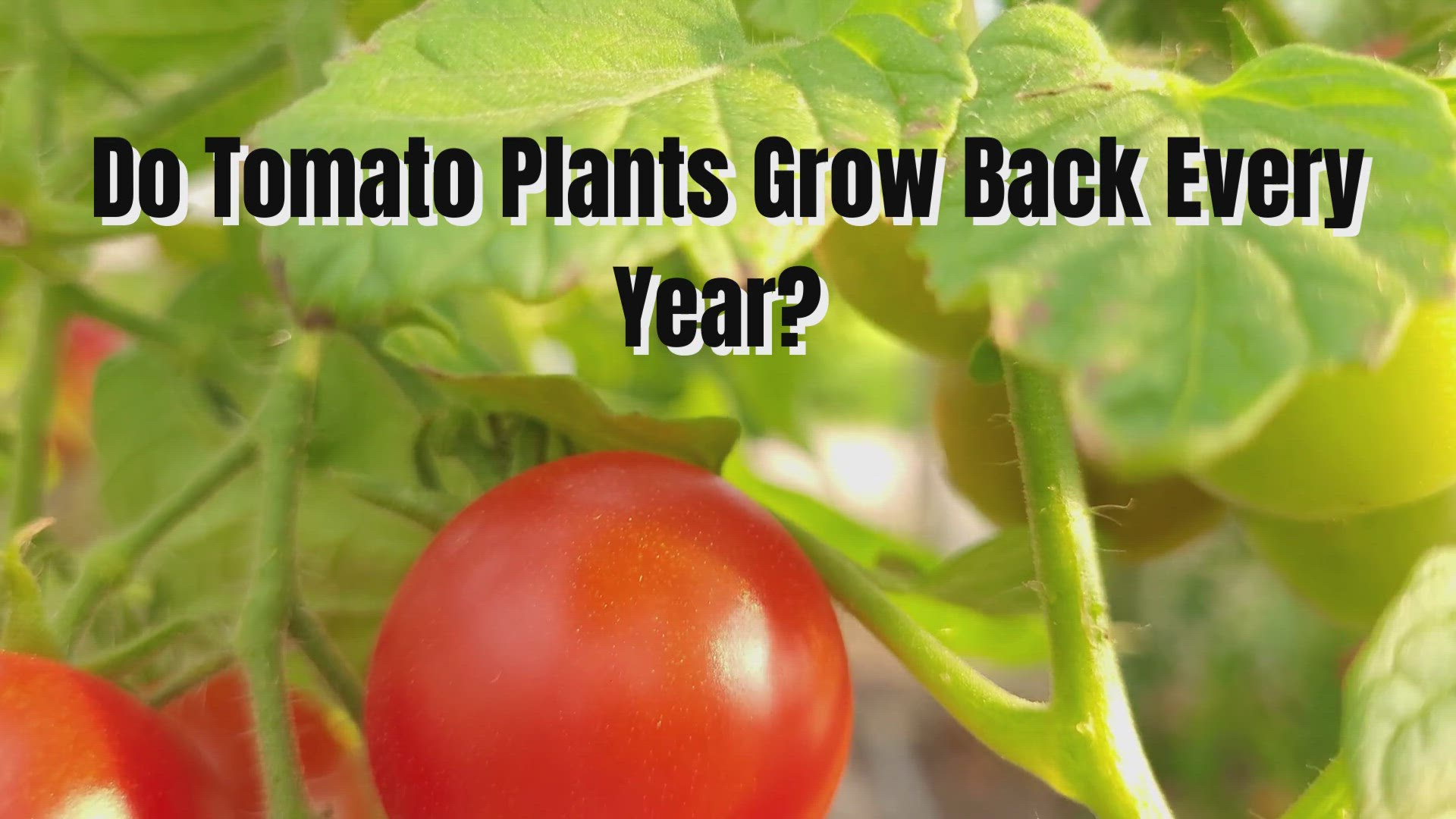 Tomato Plants Growing Conditions