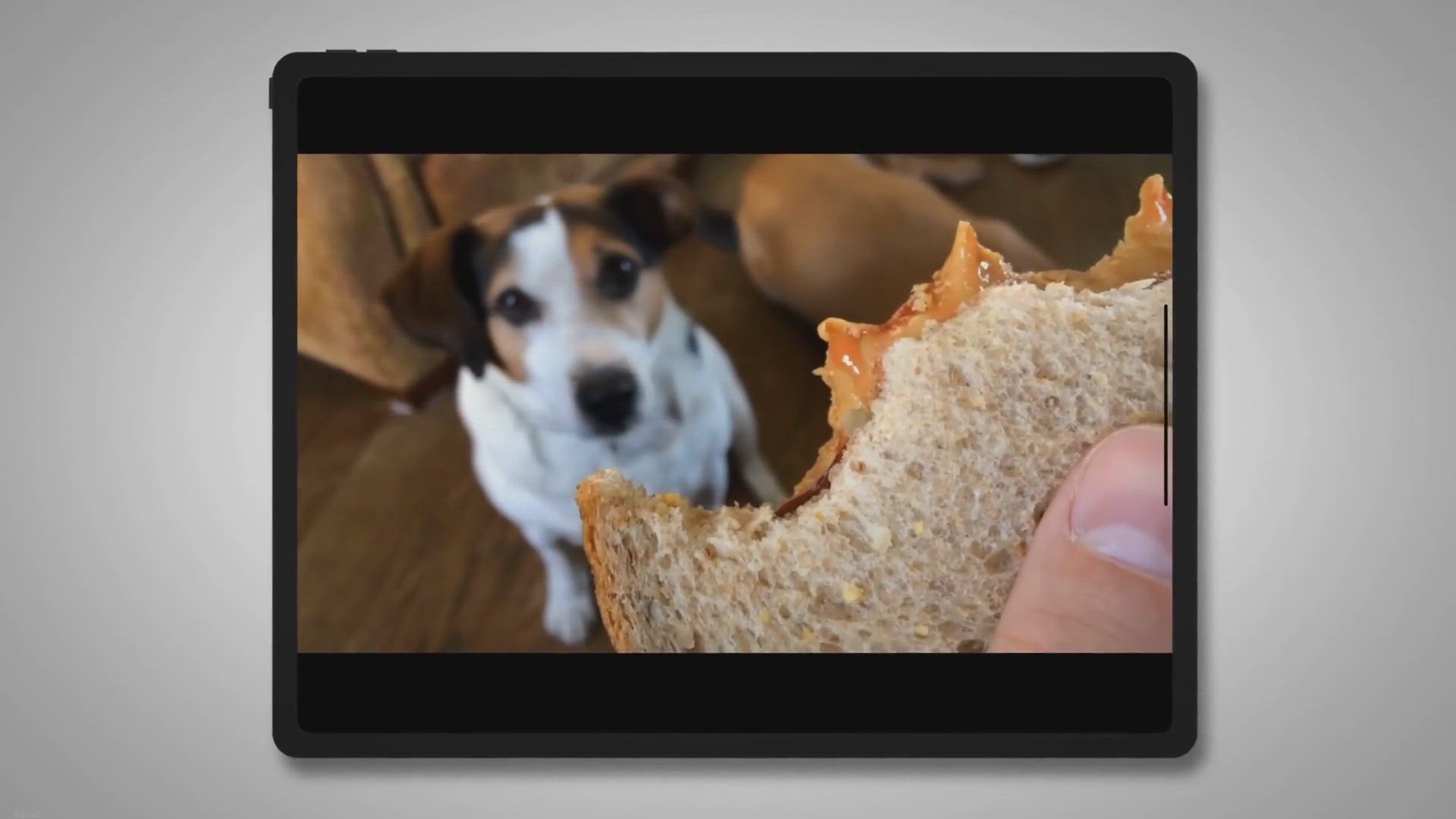 Video thumbnail for Why do dogs like peanut butter?