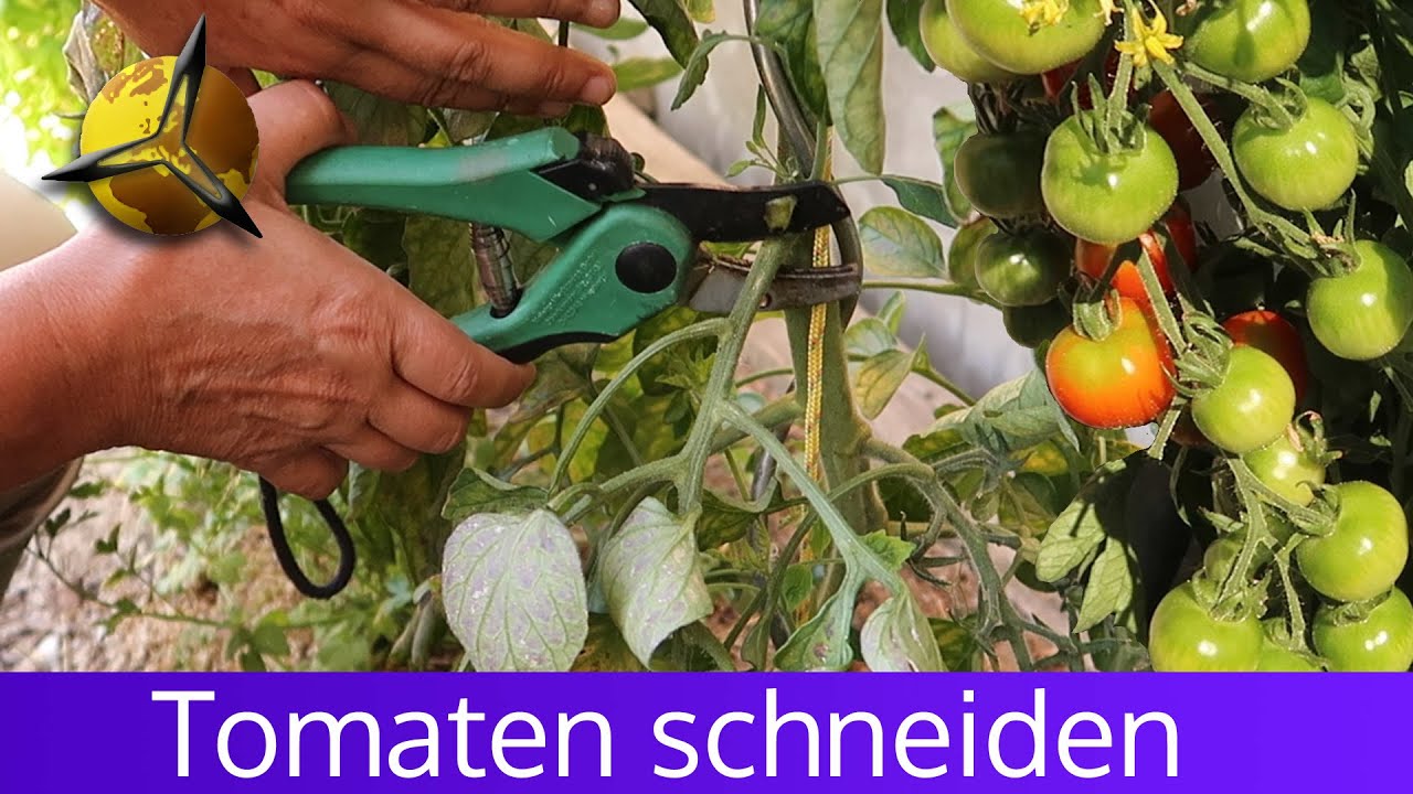 'Video thumbnail for Tomatenpflanze schneiden, Tomaten ausgeizen'