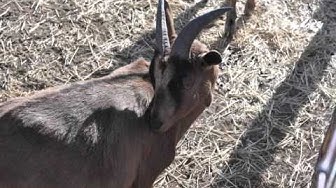'Video thumbnail for Animals of the Rockies'
