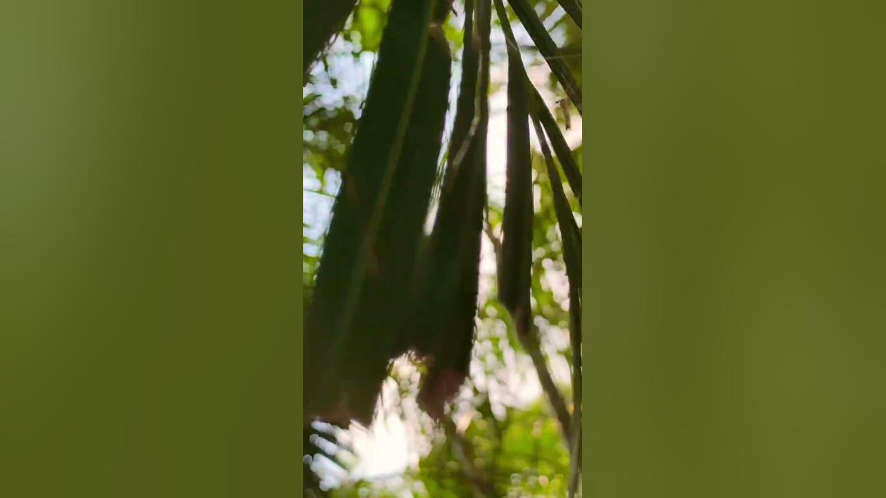 'Video thumbnail for মশা 🙅‍♂️ || The Mosquito'