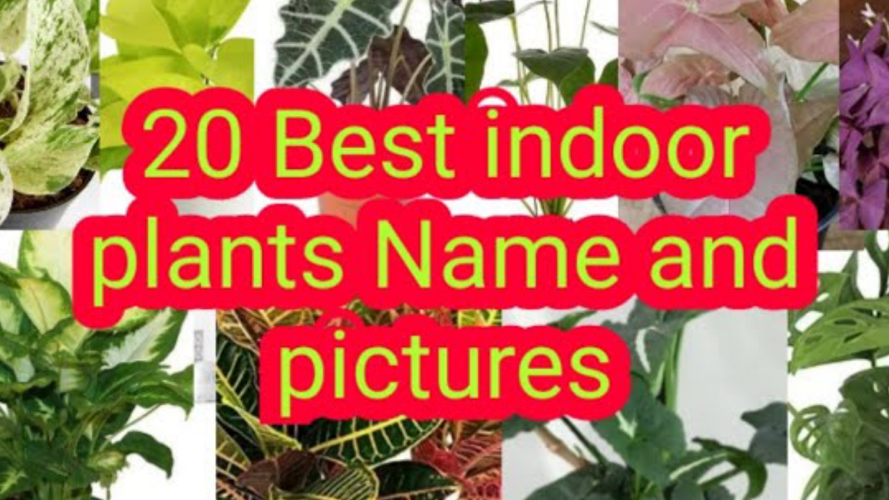 'Video thumbnail for Indoor Ornamental Plants With Names And Pictures'