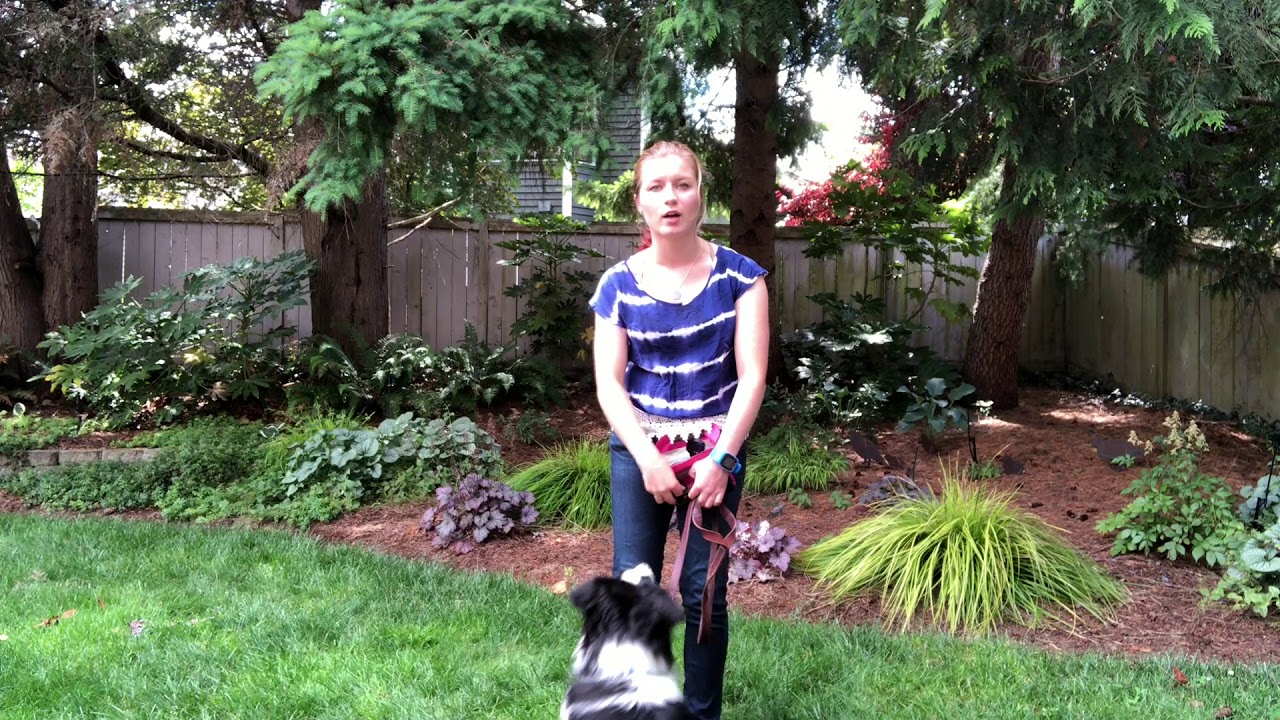 'Video thumbnail for A Dog Training Game for Aggressive or Fearful Dogs'