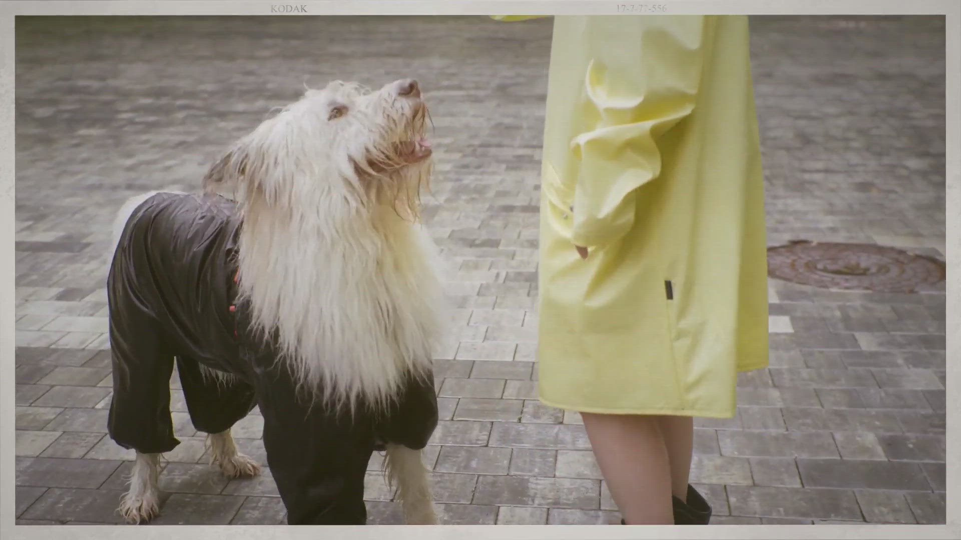 can dogs travel by train