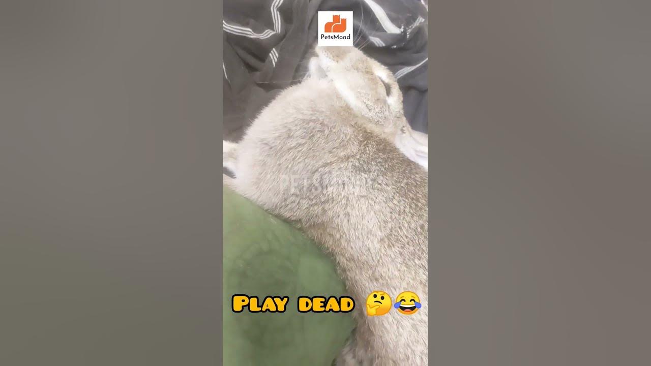 'Video thumbnail for Rabbit Plays "Play Dead" 😂 And Last Pose Is Funny | Rabbit Tricks | Funny Poses | PetsMond'