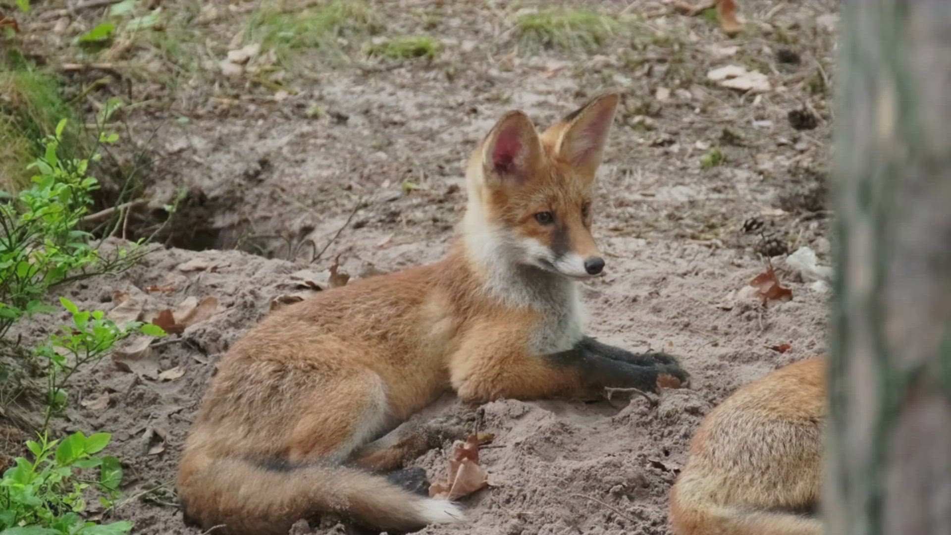 'Video thumbnail for Fox Dens'