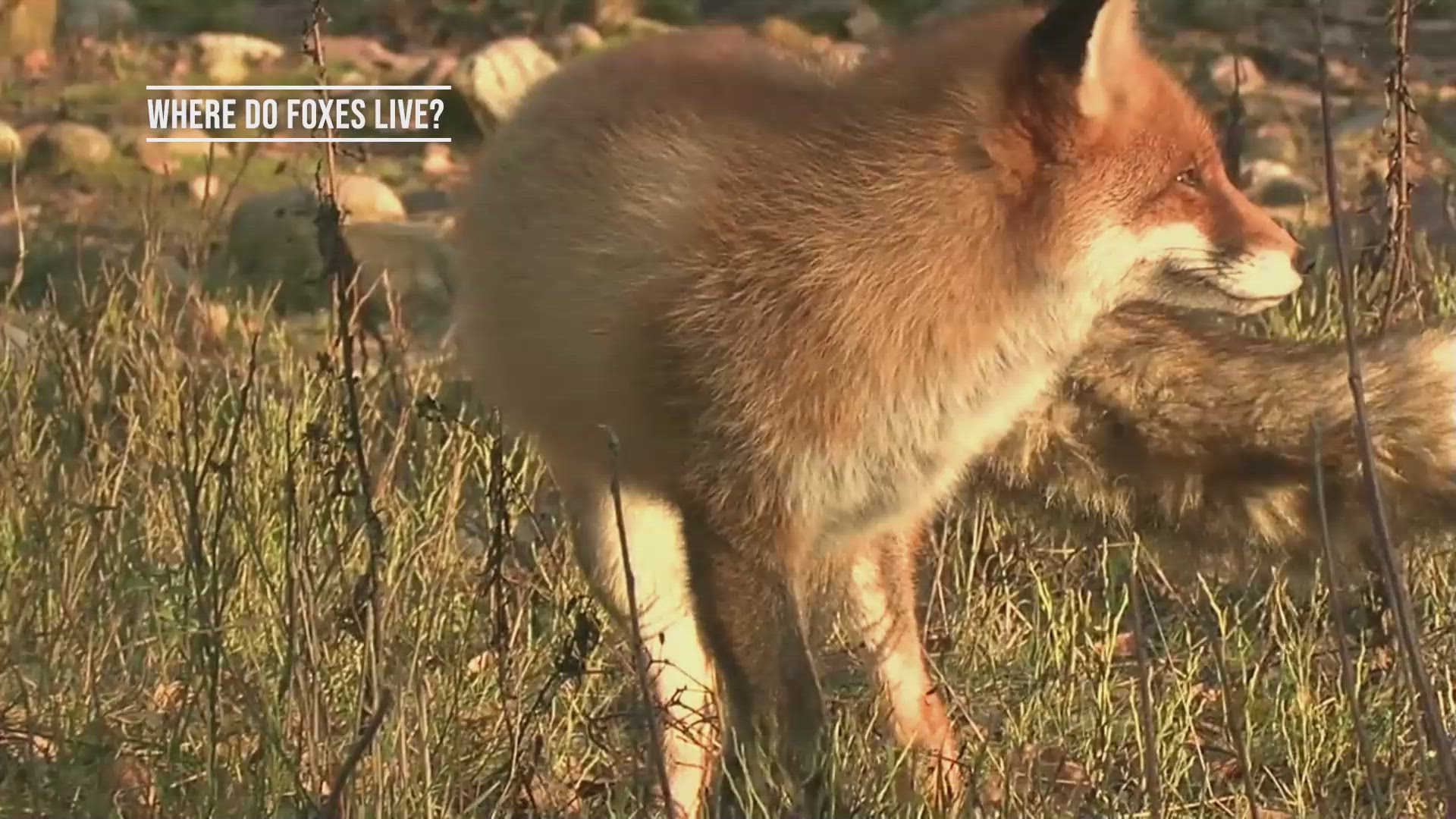 'Video thumbnail for Where Do Foxes Live'