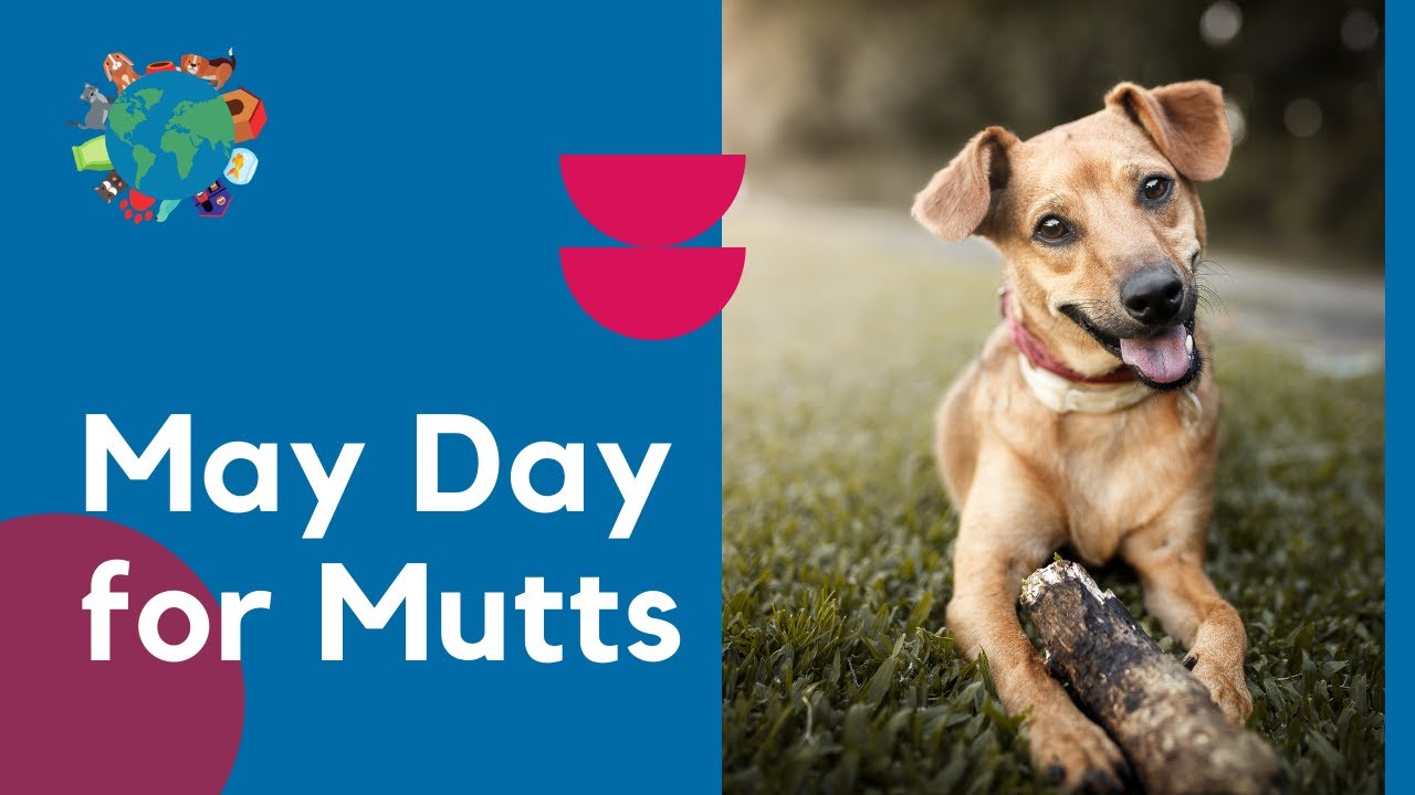Video thumbnail for All About May Day For Mutts  - Celebrating Mixed Breed Dogs