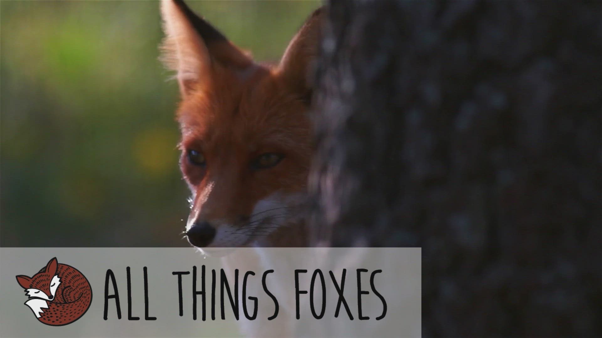'Video thumbnail for Are Foxes Related to Dogs or Cats?'