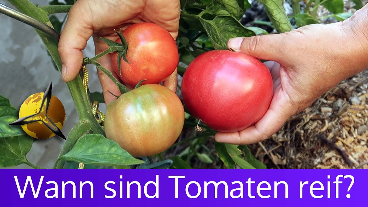 'Video thumbnail for Tomaten Reife: Wann sind Tomaten reif'