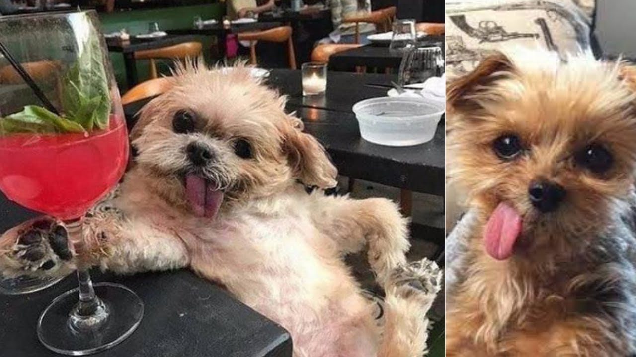 Video thumbnail for Catch these Amusing and Adorable Dogs | Cute Dog Videos | Dogsforest.com