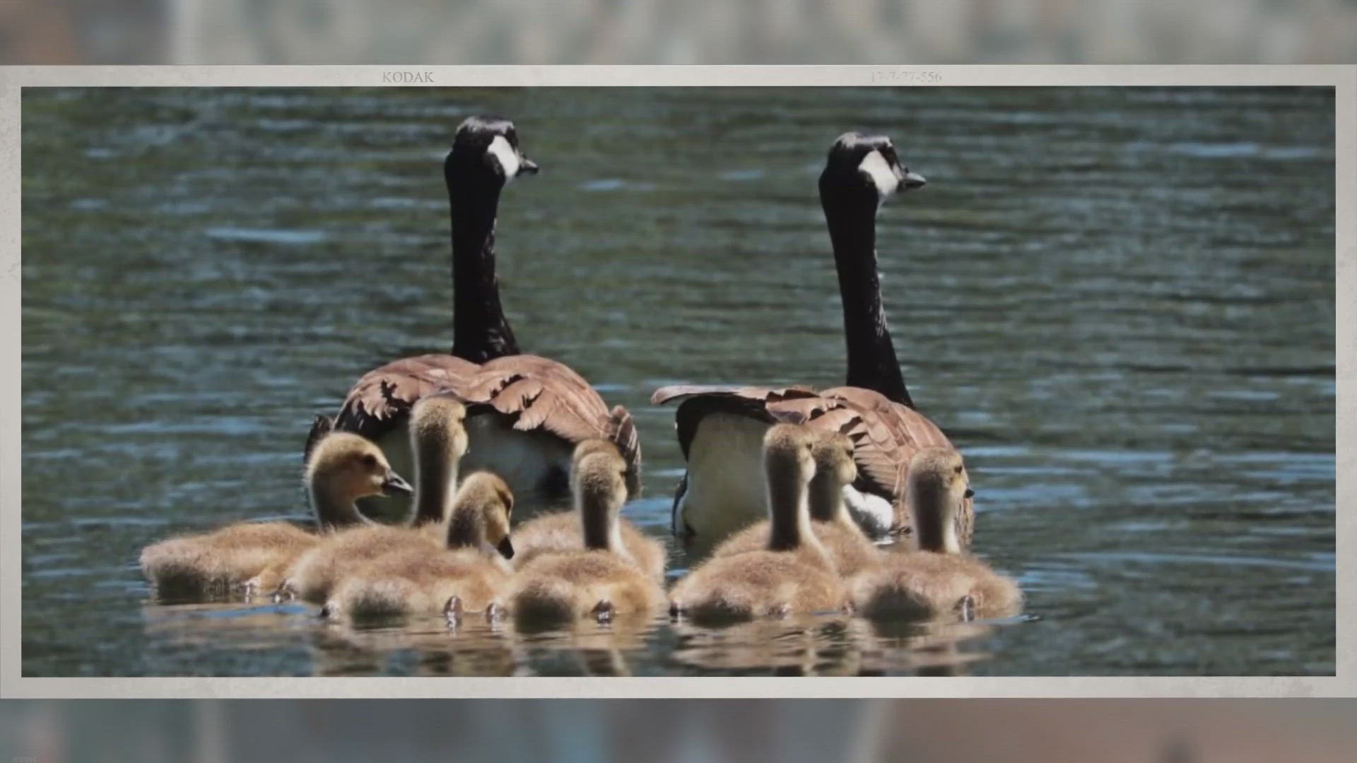Video thumbnail for Do Geese Swim? Are They Any Good at it?