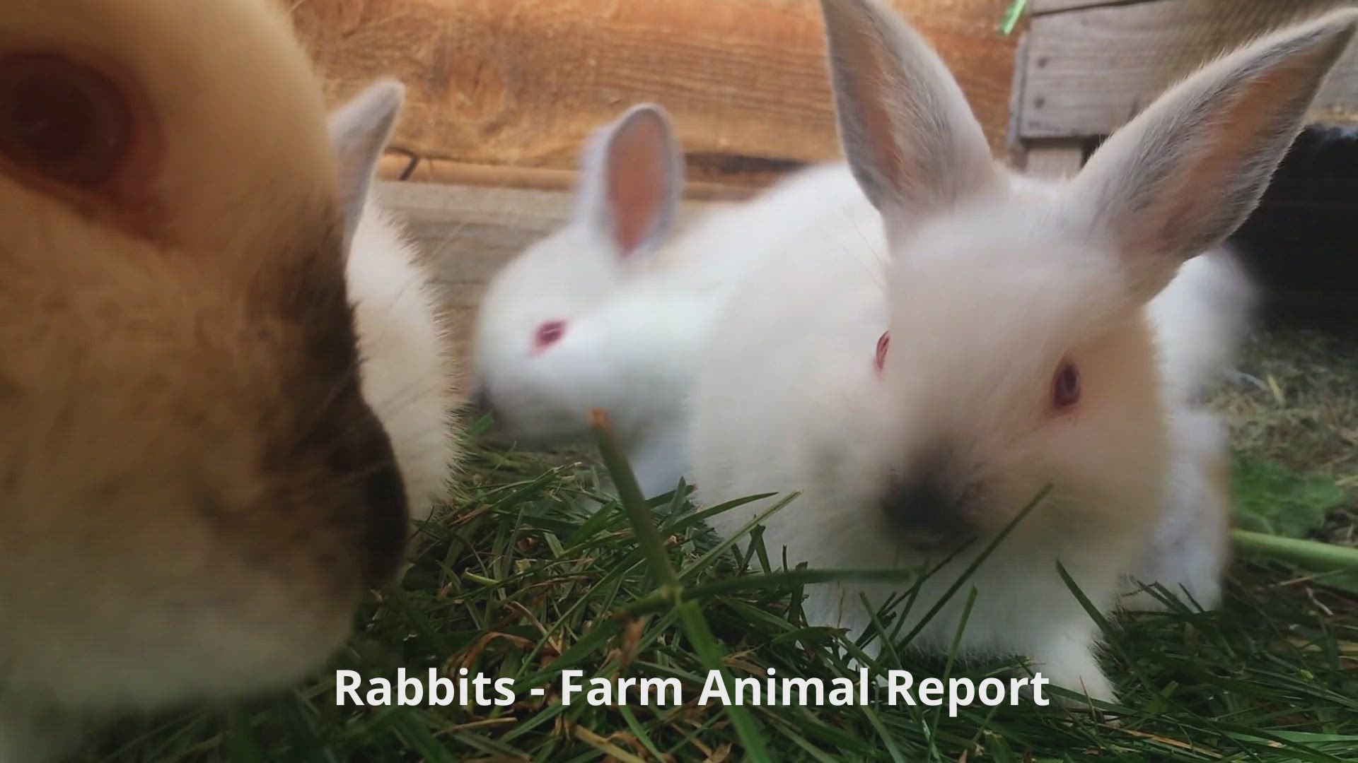 'Video thumbnail for Baby Rabbits Eating Grass in Their Pen'
