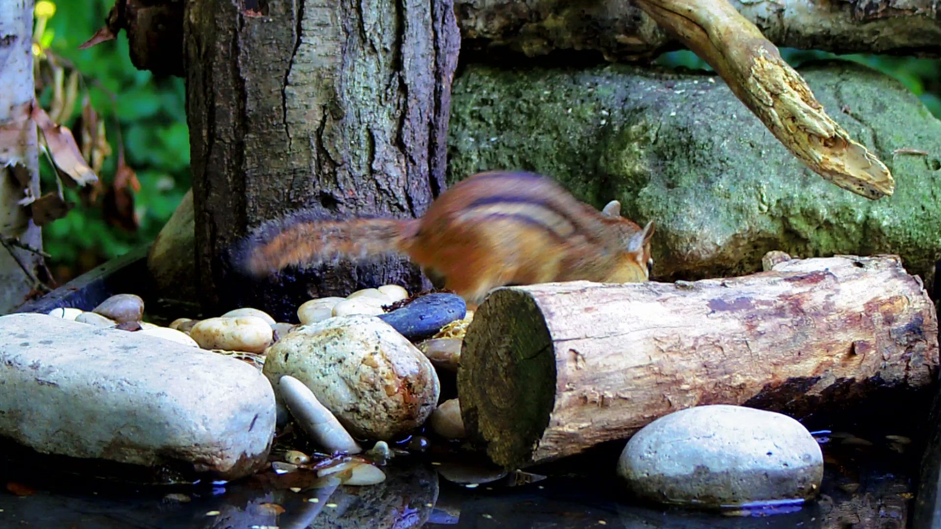 'Video thumbnail for Chipmunk eating '