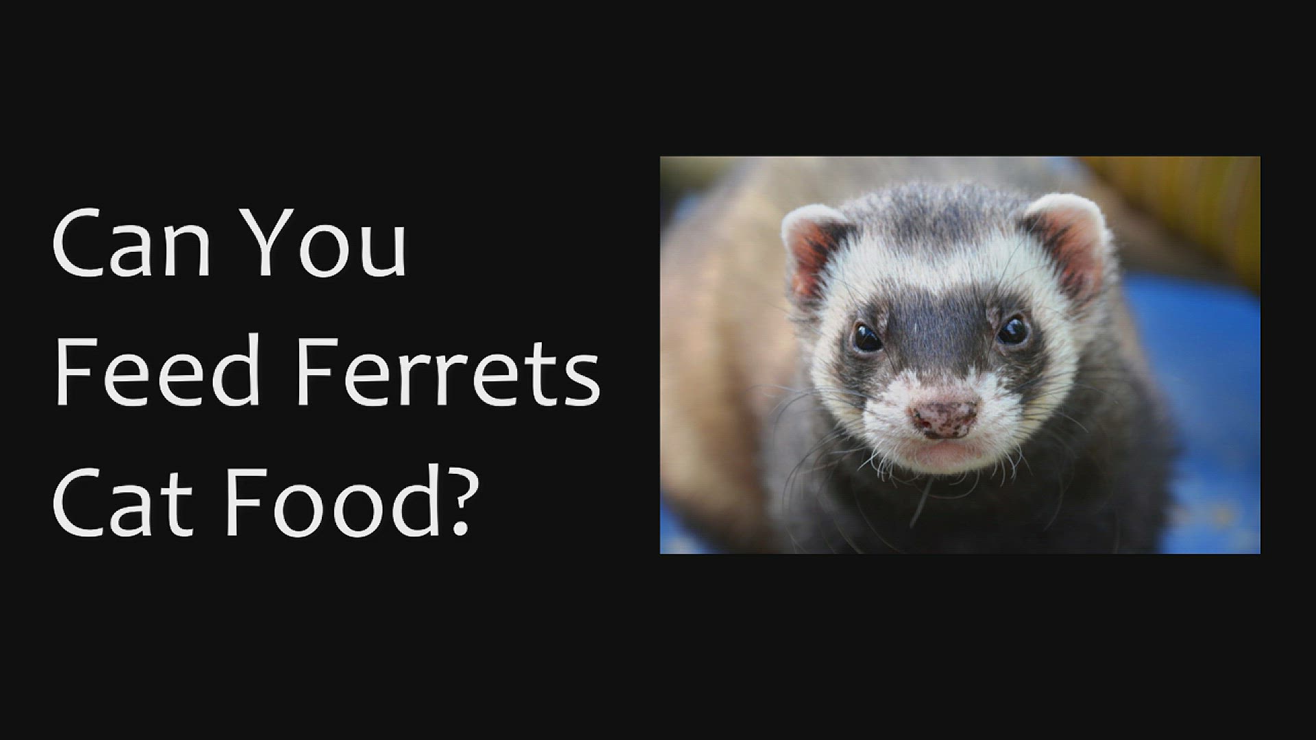 What kind of cat hotsell food can ferrets eat