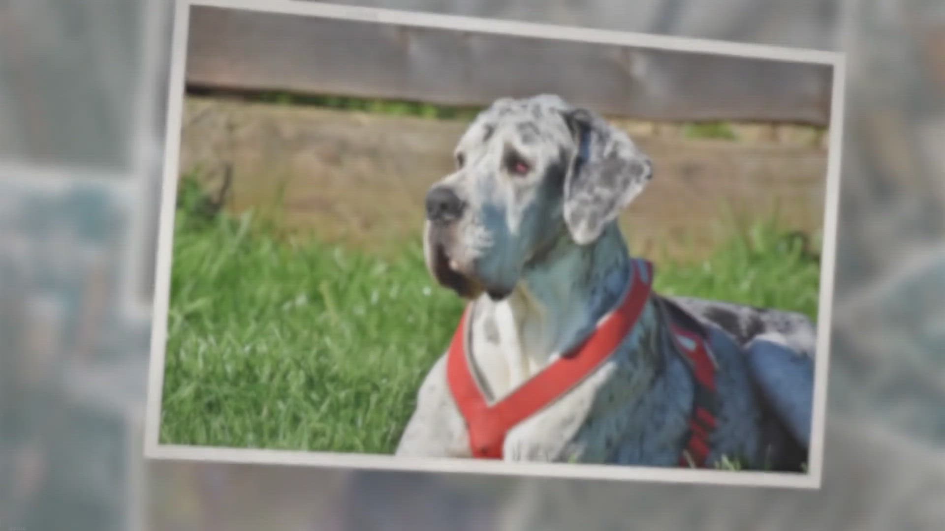 Video thumbnail for Why Is My Great Dane Drooling So Much?