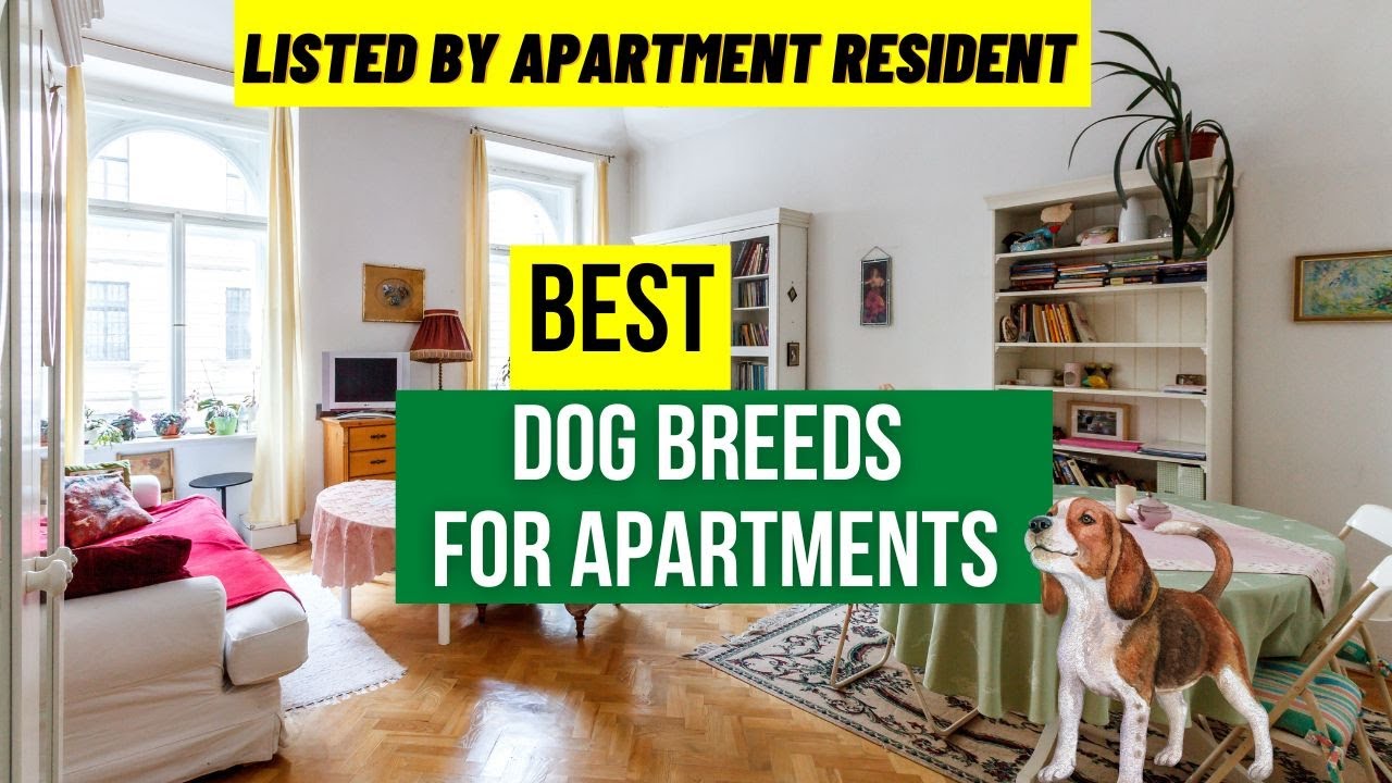 'Video thumbnail for 15 Best Dog Breeds For Apartments (Listed By Apartment Resident) | Dog Maintenance | PetsMond'