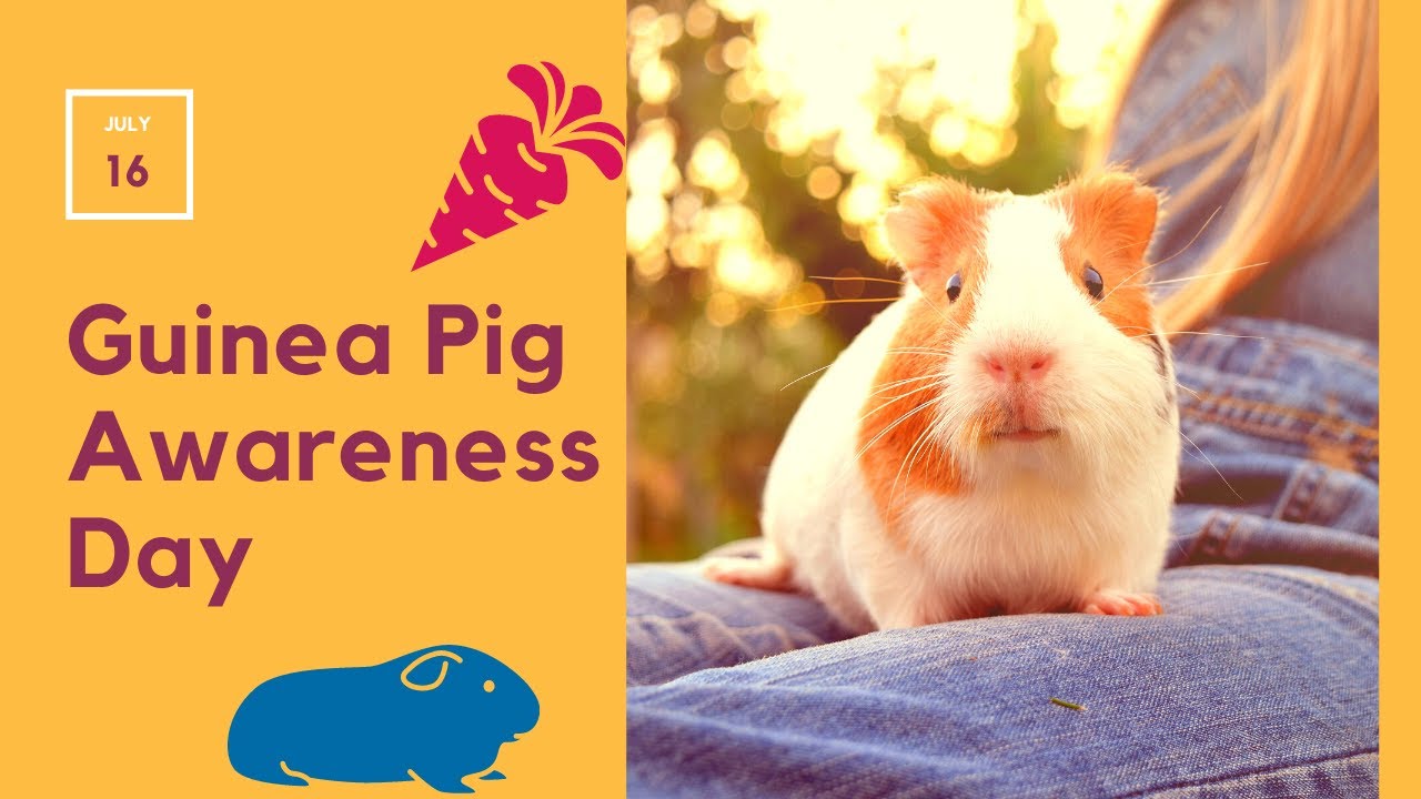 Video thumbnail for Guinea Pig Awareness Day: A Celebration of The Small Gentle Creature We All Love