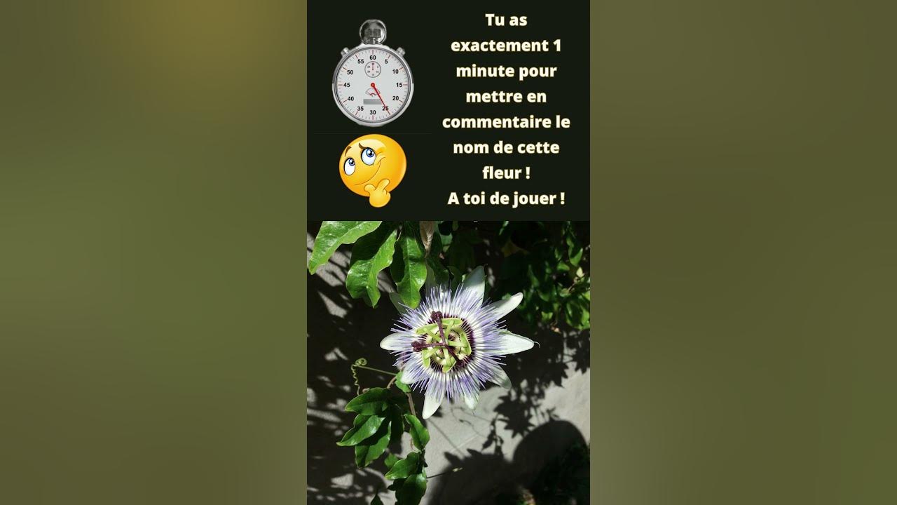 Video thumbnail for La fleur du jour