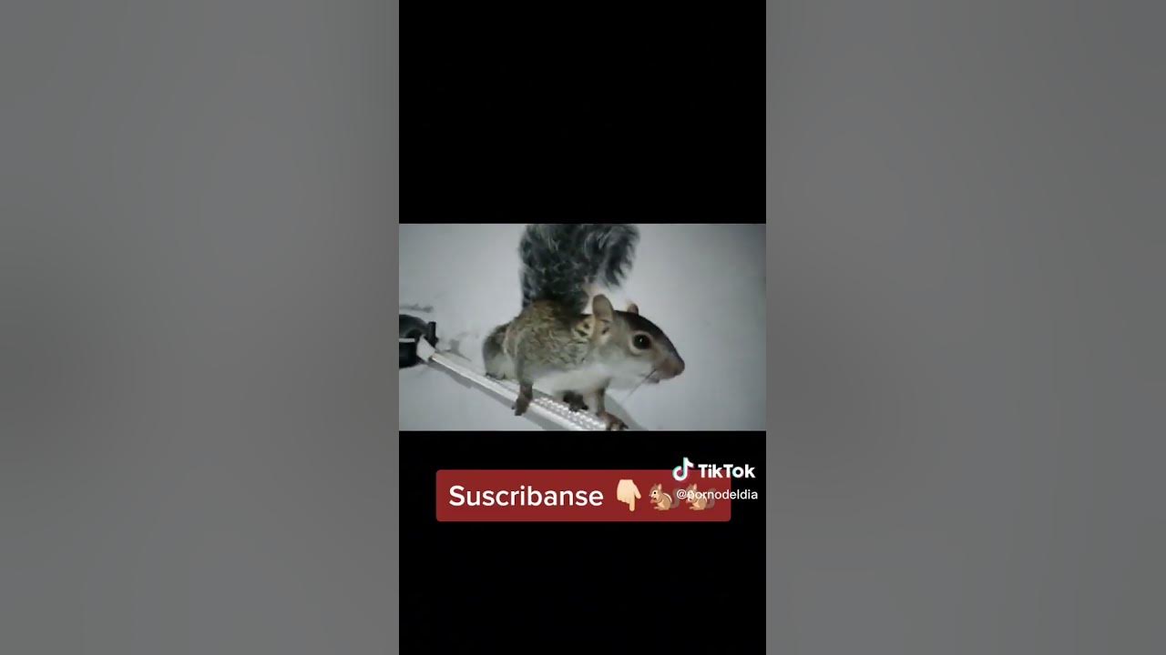 'Video thumbnail for #Concon 🐿️👇🏻😂😂😂 #fy #fyppppppppppppppppppppppp #comedia #todos #tiktok #wxyz #risa'