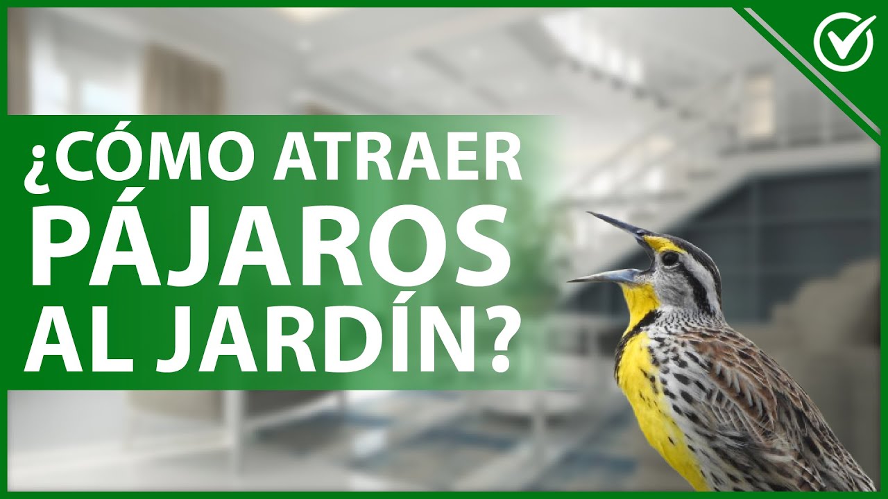 Video thumbnail for 🐦 Cómo atraer la ATENCIÓN de los PÁJAROS al JARDÍN de mi casa - Diferentes métodos 🏡🐦