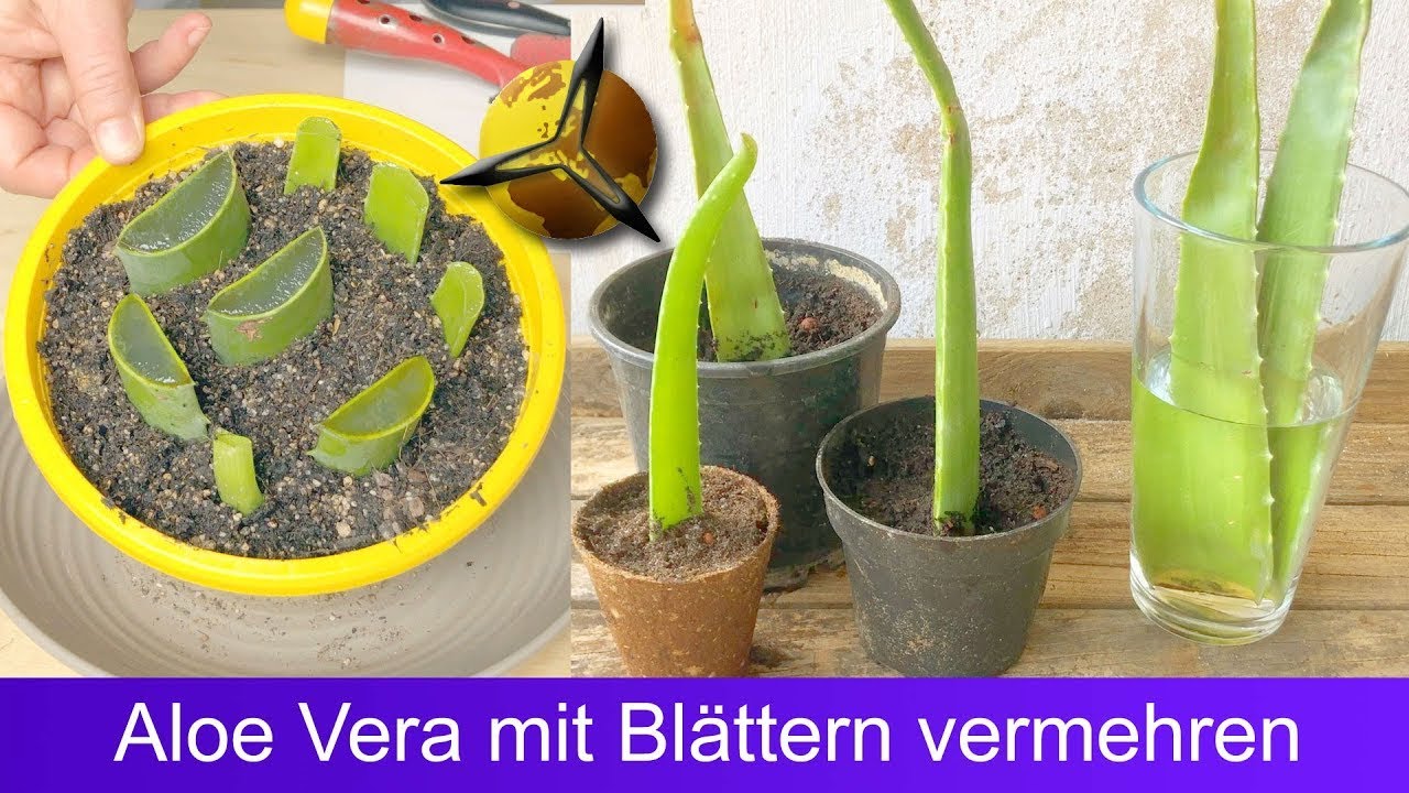 'Video thumbnail for Aloe Vera mit Blättern Stecklingen vermehren?'