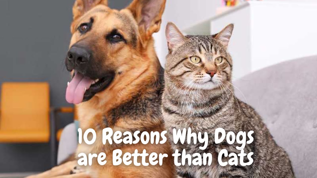 Video thumbnail for 10 Reasons Why Dogs are Better than Cats | Cats vs Dog Videos | Dogsforest.com
