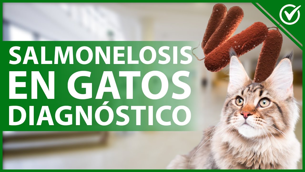 Video thumbnail for 🐈 SALMONELOSIS en GATOS: Causas, síntomas, diagnóstico y prevención 😷🐈