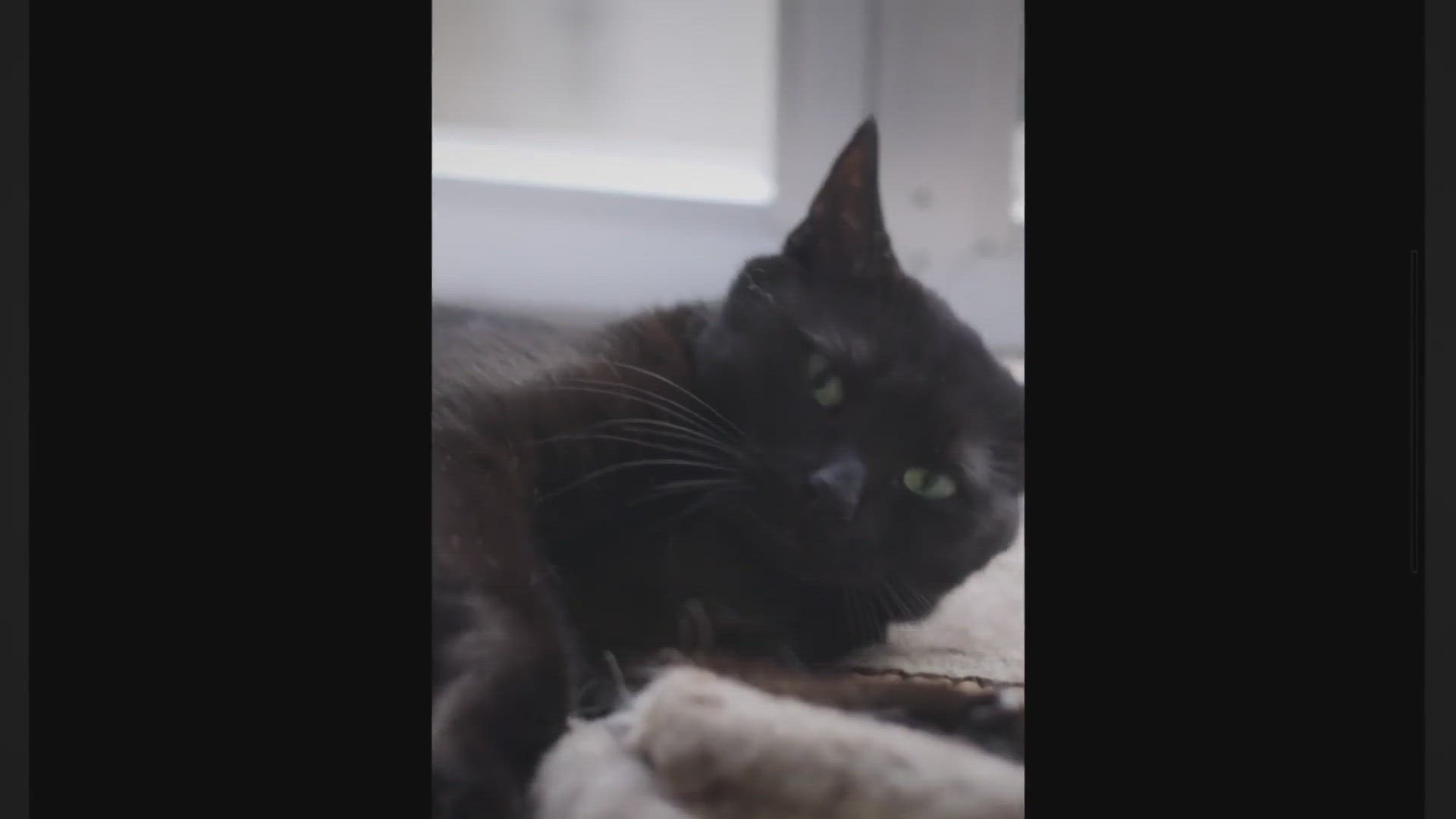 Playlist thumbnail for Cat