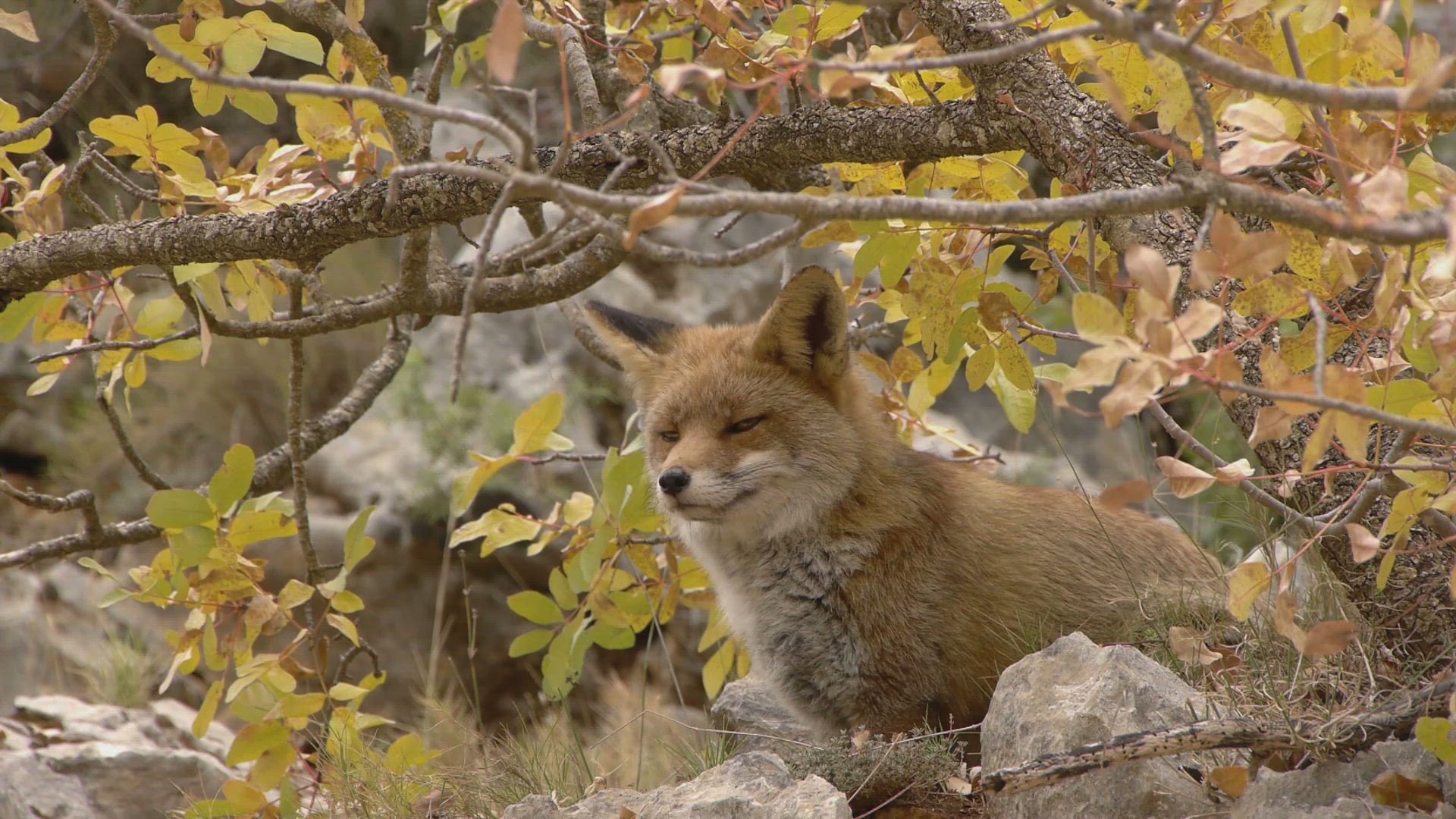 'Video thumbnail for Fox Symbolism '